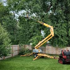 How Our Tree Care Process Works  in  Peridot, AZ