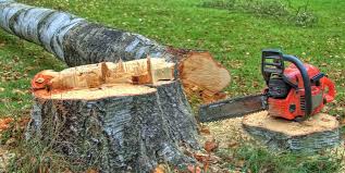 Best Tree Cabling and Bracing  in Peridot, AZ
