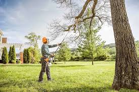 Professional Tree Care in Peridot, AZ