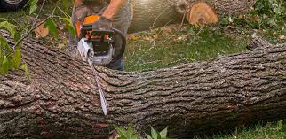 Best Tree Trimming and Pruning  in Peridot, AZ