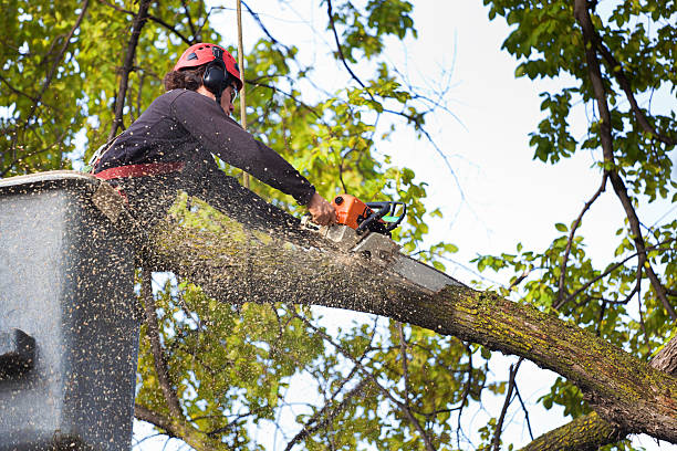 Best Firewood Processing and Delivery  in Peridot, AZ