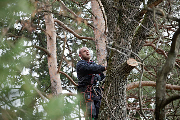 Best Tree Maintenance Programs  in Peridot, AZ